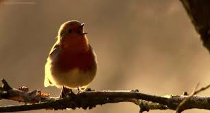 Birds Chirping In The Morning Meme Birds Chirping The Best Bird Gif Birds Bird