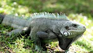 Then, with less frequency, you can add other veggies and flowers. In South Florida Green Iguanas Spread Into Suburban Scourge News The Florida Times Union Jacksonville Fl