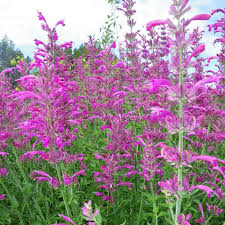 Hitta denna pin och fler på morrestraße beet av katharina perschak. Agastache Cana Plants Of The Southwest