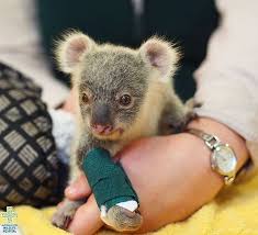 This Tiny Koala Is Newt When He Was First Admitted To The Australia Zoo Wildlife Hospital At Only Six Months Of Age Animals Cute Baby Animals Baby Animals