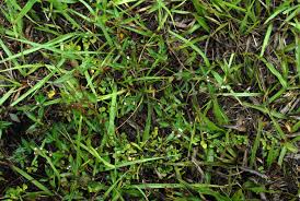 Image result for Spermacoce natalensis