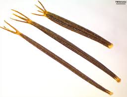 Image result for Bidens bipinnata