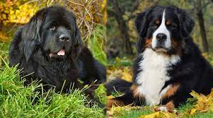 The breed was recognized by the american kennel club (akc) in 1937. Newfoundland Vs Bernese Mountain Dog Breed Differences Similarities