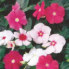 Trailing Vinca Catharanthus Roseus My Garden Life Trailing Vinca Pretty Flowers Vinca