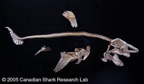 First use of this site. The Campana Lab Skeleton