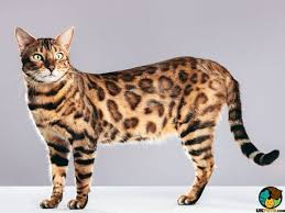 You can expect to pay north of $2000 if you have a spotted or marbled bengal cat that also has a rare coat color. Bengal Cat Breed Information Uk Pets