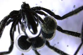Sea spiders found farming methane-eating microbes in cultivated biofilm