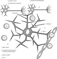Nuevas técnicas de neuroimagen llevadas a cabo por el instituto de psiquiatría de londres (reino unido) demuestran que los cerebros de niños con trastorno por déficit de atención y con presentan un retraso madurativo en el desarrollo de. Participacion De Los Astrocitos En La Patogenesis De La Esclerosis Multiple Sciencedirect