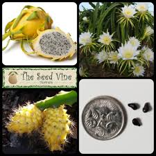 They can have either red or yellow 2 touching a dragon fruit to see if it is ripe. Hylocereus Megalanthus Yellow Dragonfruit The Seed Vine