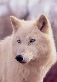 Blonde Wolf Wolf With Blue Eyes White Wolf Wolves And Women