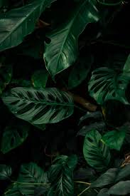 Monstera Deliciosa From A Cute Lil Greenhouse In Cardiff Flowers Black Background Black Background Photography Plants