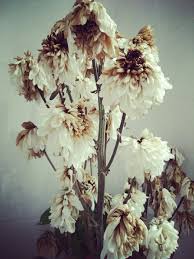 There S Something About Dead Flowers Both Beautiful And Rotten Very Much Like Me Flower Aesthetic Dead Beautiful Beautiful Flowers