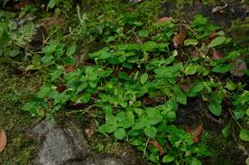 Image result for Justicia tenella