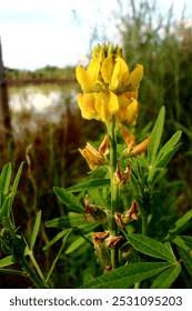 Image result for Fabaceae subfamily Papilionoideae