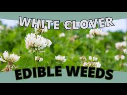 Image result for Trifolium semipilosum