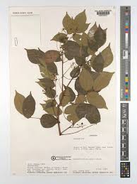 Image result for Rourea coccinea