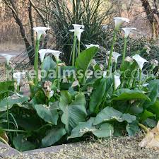Synonyms zantedeschia aethiopica 'white giant'. Zantedeschia Aethiopica Lily Of The Nile Buy Seeds At Rarepalmseeds Com