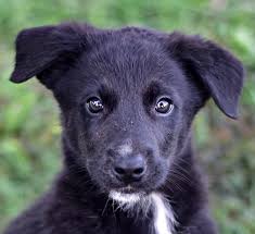 Das Ist Naspolya Einer Von Vielen Welpen Die In Einem Tierheim In Ungarn Auf Ein Zuhause Warten Mit Bildern Ungarischer Hund Tiere Hunde