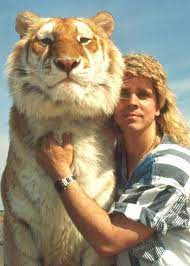 Rare Golden Tabby Tiger T I G E R S In Myrtle Beach Sc Wild Animals Photos Majestic Animals Wild Cats