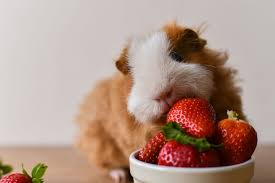So, what is the best food to feed a guinea pig? What Do Guinea Pigs Eat Hay Pellets Veggies Fruit