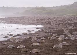 Arribada Mass Nesting Of Sea Turtles Playa Ostional