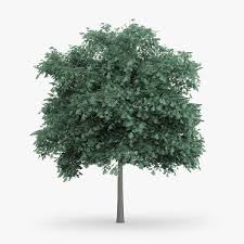 Northern Red Oak Tree 5 5m 3d Model Ad Oak Red Northern Model Red Oak Tree Oak Tree Red Oak