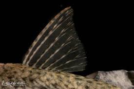 Image result for Isoglossa punctata