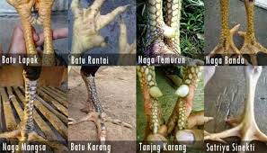 Pada tahapan ini sobat semuanya dapat mengidentifikasi berdasarkan model kaki? Keunggulan Katurangan Sisik Ubed Ayam Bangkok By Shella Lie Medium