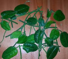 Cutting ( unrooted ) : Hoya Lauterbachii Wunderschone Porzellanblume Shop Von Tropicmedia