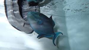 Also known as blue triggerfish, niger trigger, niger triggerfish, odonus niger trigger, redfang. Frost Science Teams Up To Remove Non Native Red Toothed Triggerfish Frost Science