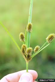 Image result for Cyperus sp.no.8
