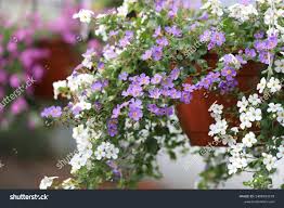 Image result for Sutera debilis