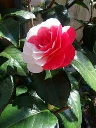 Pin On Camellia
