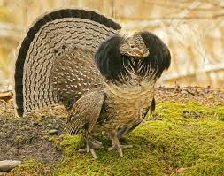 Bird With Big Feathers Forest Grouse Funny Birds Beautiful Birds Birds Butterflies