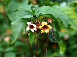 Image result for Strophanthus