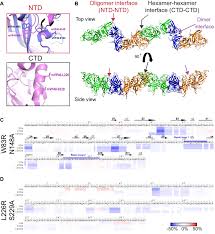 Encephalomyocarditis virus an enterovirus that causes mild aseptic meningitis and encephalomyocarditis. Lipid Specific Oligomerization Of The Marburg Virus Matrix Protein Vp40 Is Regulated By Two Distinct Interfaces For Virion Assembly Journal Of Biological Chemistry