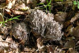 Image result for Clavulina cinerea