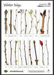 Winter Twig Chart Arboles Plants Tree Identification