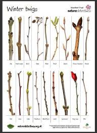 winter twig chart arboles plants tree identification