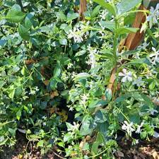 Image result for Jasminum stenolobum