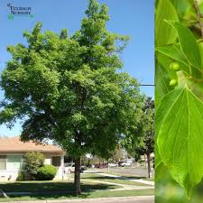 Image result for Celtis sinensis