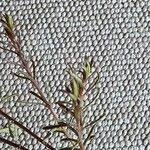 Image result for Wahlenbergia capillacea