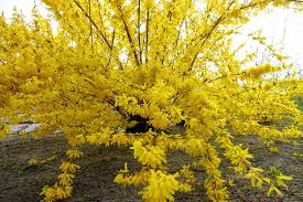 It blooms spring into summer covering the tree with a flush of small yellow flowers. 10 Plants With Yellow Flowers Garden Down South