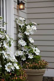 Beautiful Entrance White Clematis Plants Container Plants