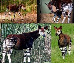 Okapia Johnstoni One Of Two Remaining Species Of The Family Giraffidae The Other Being The Giraffe Native To Rainfo Rainforest Animals Amazon Animals Animals