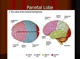 Image result for Parietal Lobe