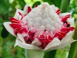 Image result for Laggera elatior