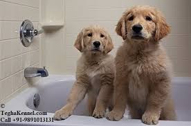 Check spelling or type a new query. Golden Retriever Puppy Dog Kennel