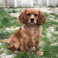 New The 10 Best Home Decor With Pictures Birer Tanede Profillik Cek Dediler Dino Cockerspaniel Dog Evcilhayvan Evc Kopek Turleri Kopek Yavru Kopek