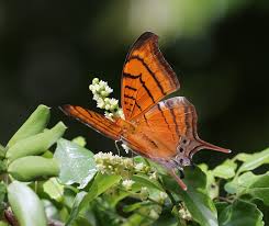 Image result for Cordia torrei